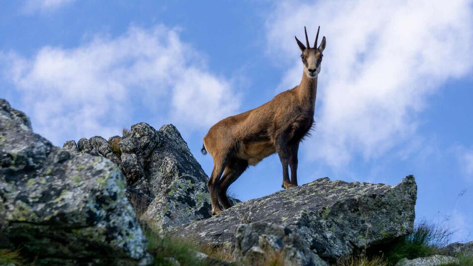 Chamois Encounter in Durmitor National Park